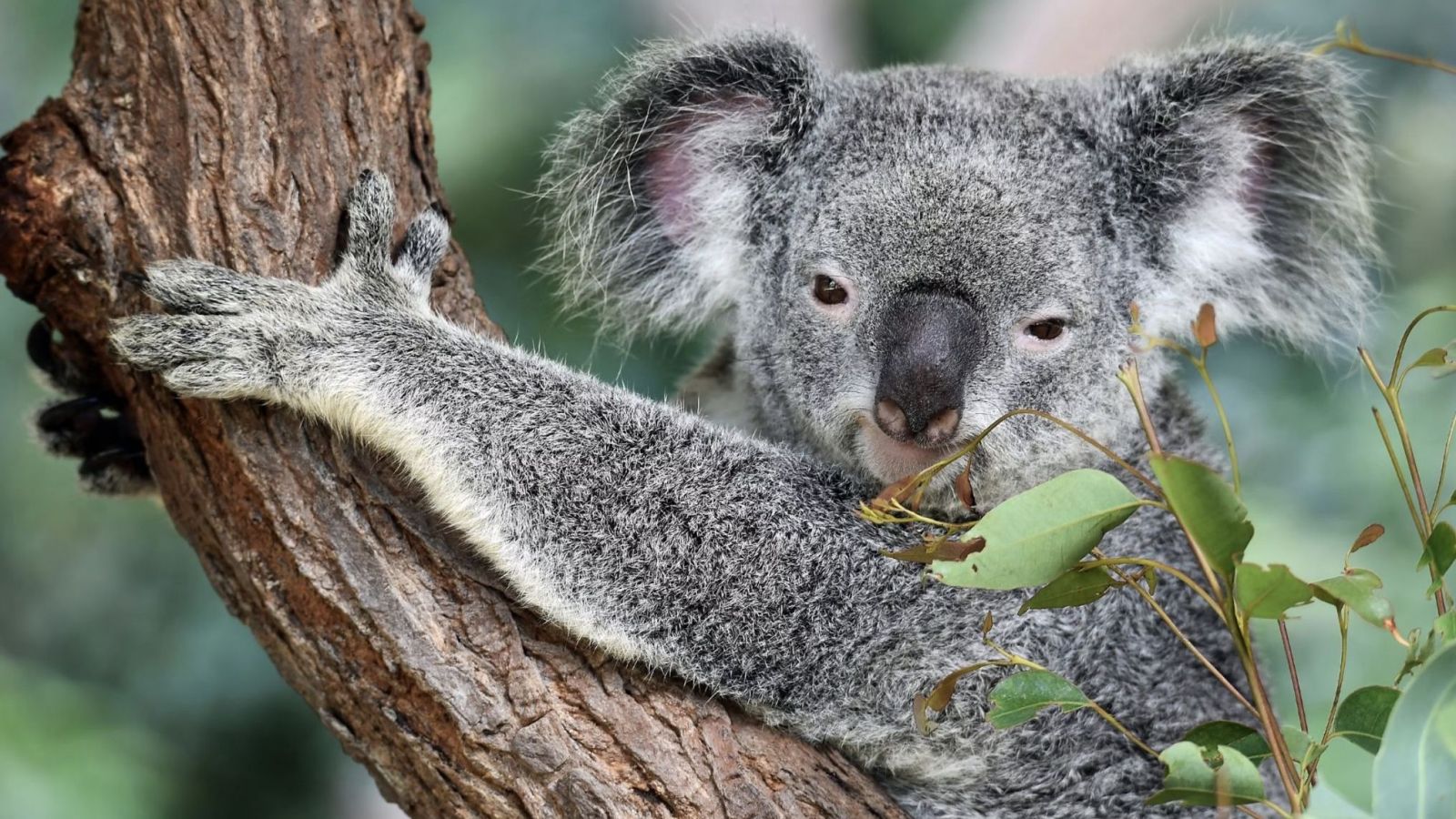 Koala