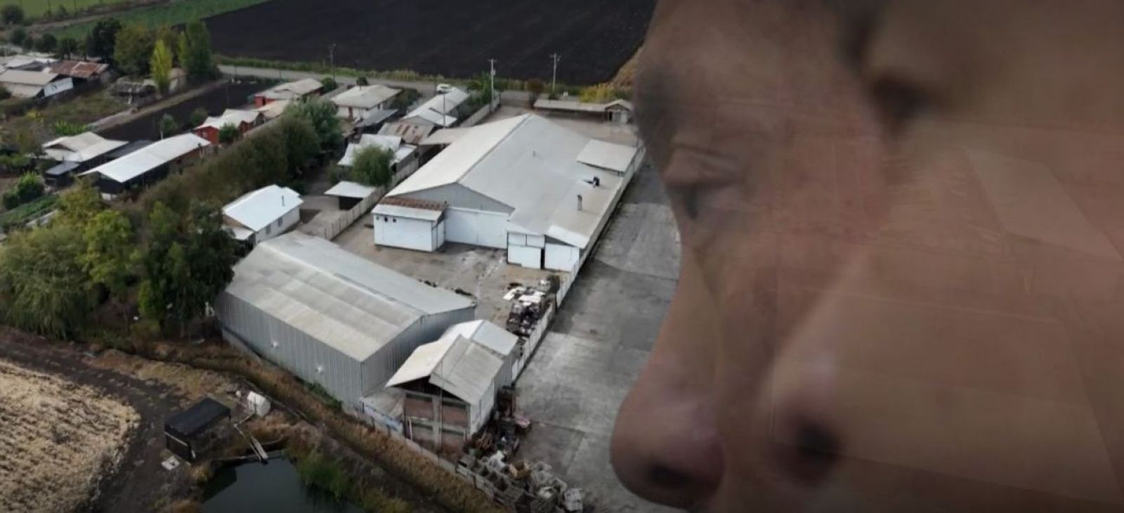 Cae enlace en Chile de mafia china transnacional que tenía megaplantación de marihuana en Rengo