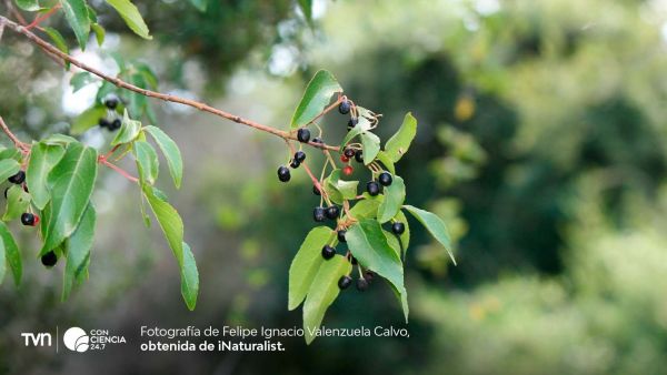 Investigadores chilenos desarrollan conservante natural de alimentos usando hojas de maqui.