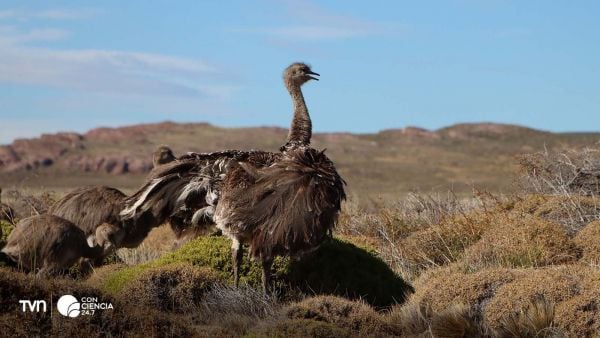 Choiques corriendo en libertad en la estepa del Parque Nacional Patagonia, tras su liberación en abril de 2025.