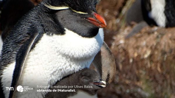 Pingüino de penacho amarillo austral.