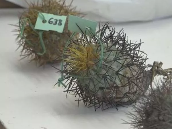 El millonario contrabando de cactus exclusivos de Chile