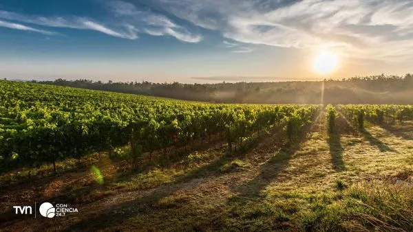 Huerto agrícola sostenible y eficiente.