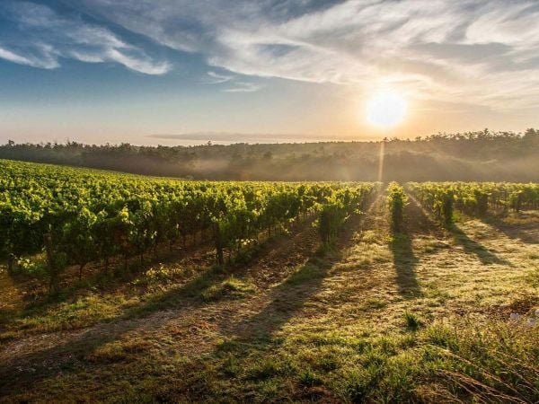 Huerto agrícola sostenible y eficiente.