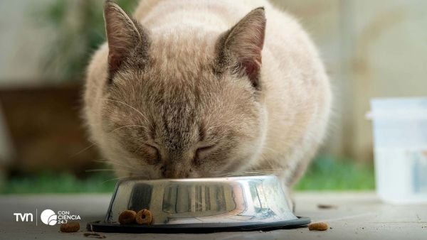 Gato comiendo.