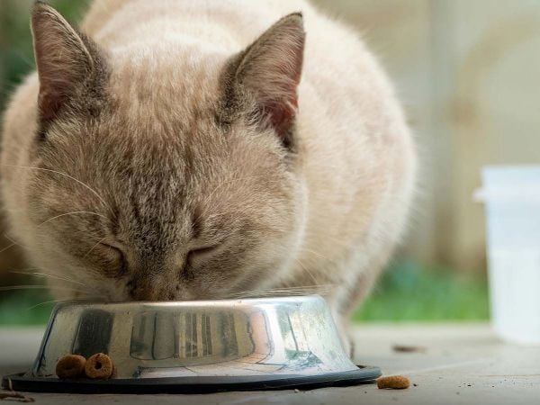 Gato comiendo.