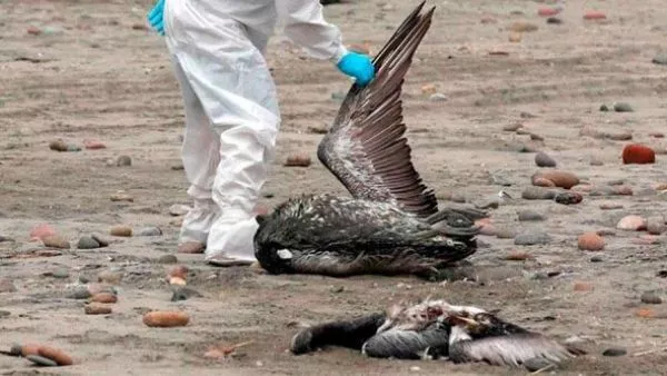 Influenza aviar H5N1