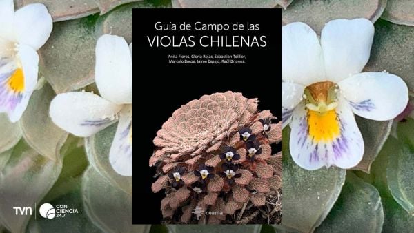 Portada de la guía de campo de violas chilenas presentada por Corma.