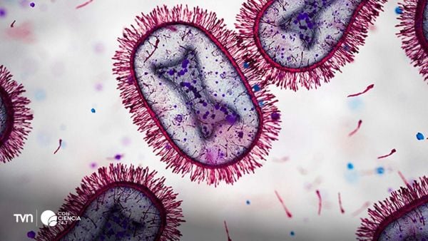 Virus respiratorio visto en un microscopio.