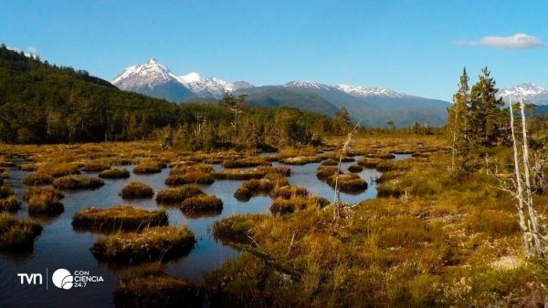 Turbera de Chile.