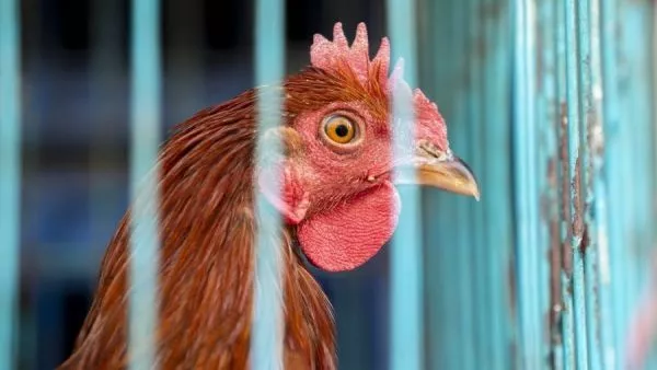 Gripe aviar en Brasil