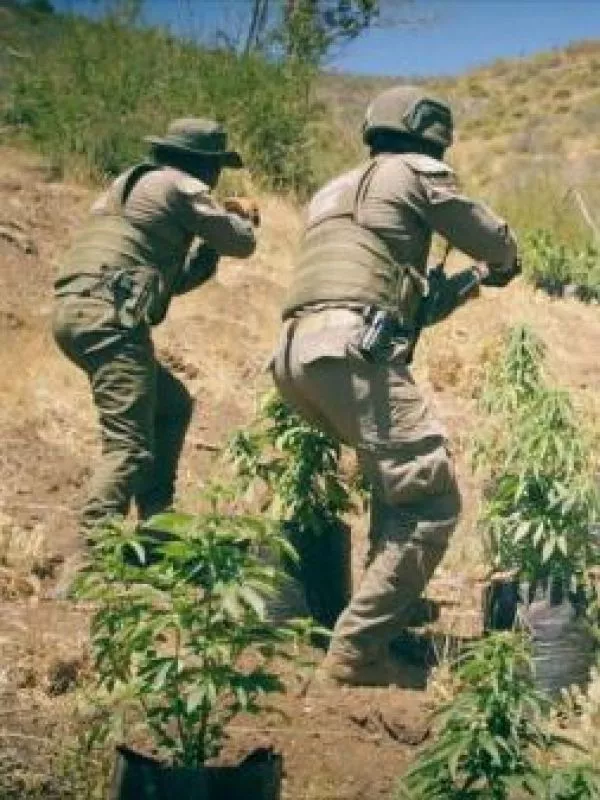 Del crimen urbano al campo, la nueva ruta de la delincuencia narco