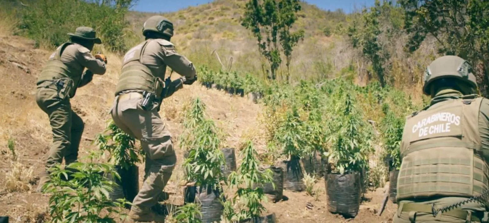 Del crimen urbano al campo, la nueva ruta de la delincuencia narco