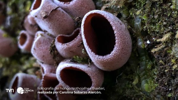 Pequeño hongo Nothojafnea thaxteri hallado en Campus Naturaleza UdeC tras más de un siglo sin registros.