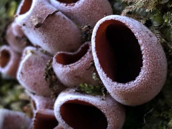 Pequeño hongo Nothojafnea thaxteri hallado en Campus Naturaleza UdeC tras más de un siglo sin registros.
