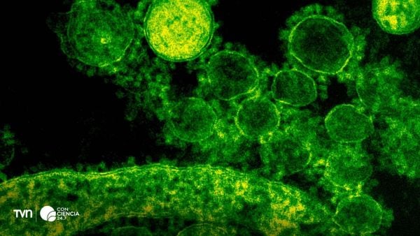 Representación de la bacteria Niallia tiangongensis descubierta en la estación espacial Tiangong.