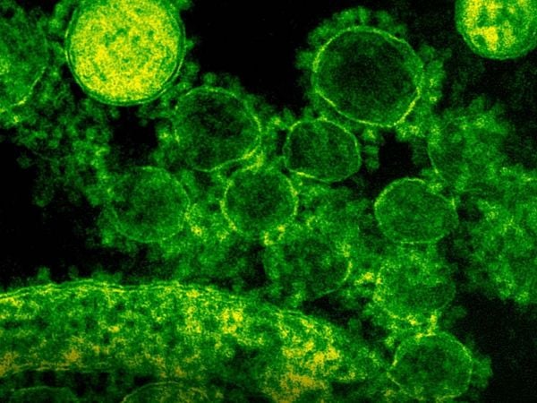 Representación de la bacteria Niallia tiangongensis descubierta en la estación espacial Tiangong.