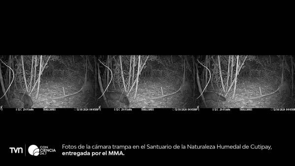 Zorro de Darwin captado por cámara trampa en el humedal de Cutipay, Valdivia.