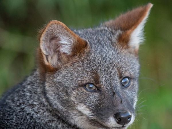 Zorro de Darwin captado por cámara trampa en el humedal de Cutipay, Valdivia.