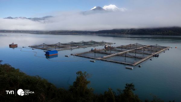 Residuos de la industria salmonera procesados para fertilizante agrícola en laboratorio de INIA Intihuasi.