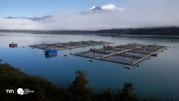 Residuos de la industria salmonera procesados para fertilizante agrícola en laboratorio de INIA Intihuasi.