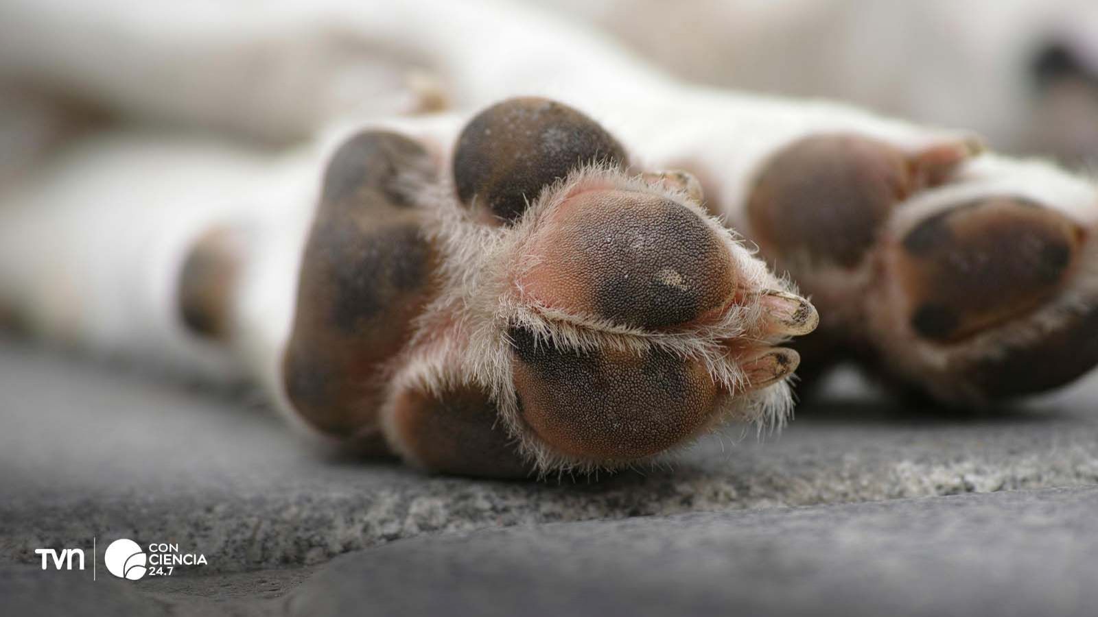 Fotografía de los pies de un perro.