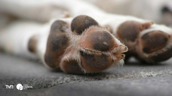 Fotografía de los pies de un perro.