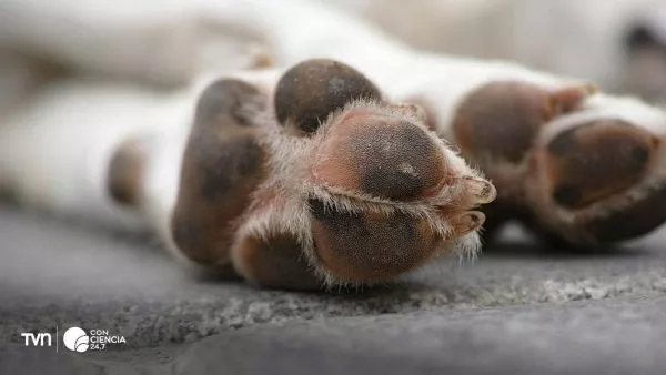 Fotografía de los pies de un perro.