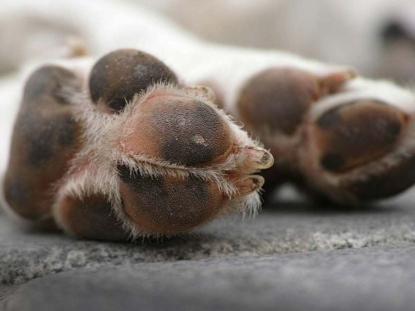 Fotografía de los pies de un perro.