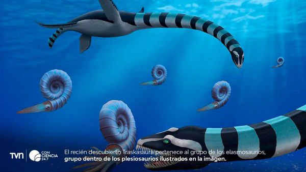 Fósil de Traskasaura sandrae, nuevo plesiosaurio hallado en Columbia Británica con participación de investigador chileno.
