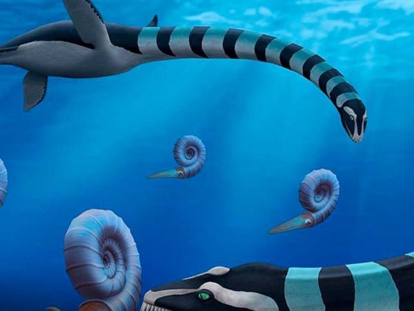 Fósil de Traskasaura sandrae, nuevo plesiosaurio hallado en Columbia Británica con participación de investigador chileno.