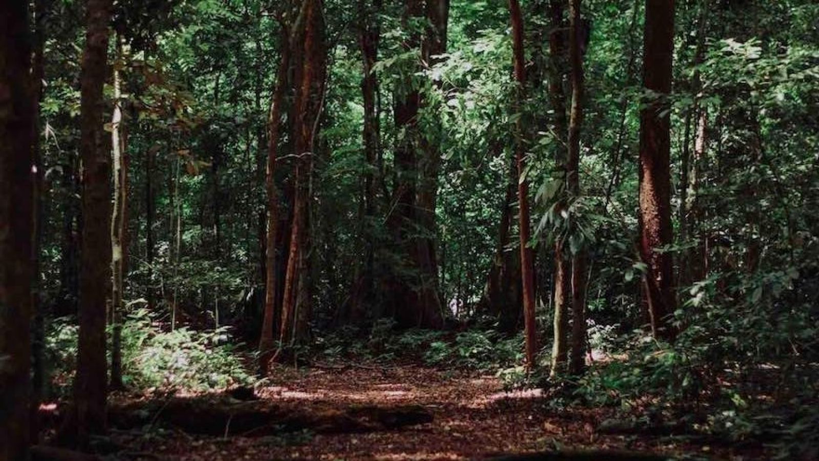 Bosque