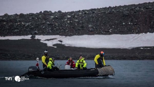 Microorganismos virales recolectados en bahía Chile durante expedición científica antártica.