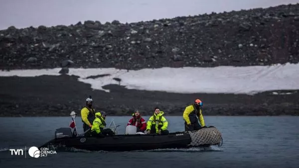 Microorganismos virales recolectados en bahía Chile durante expedición científica antártica.