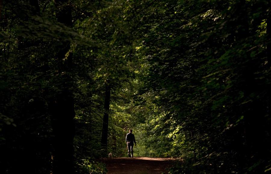 Bosque