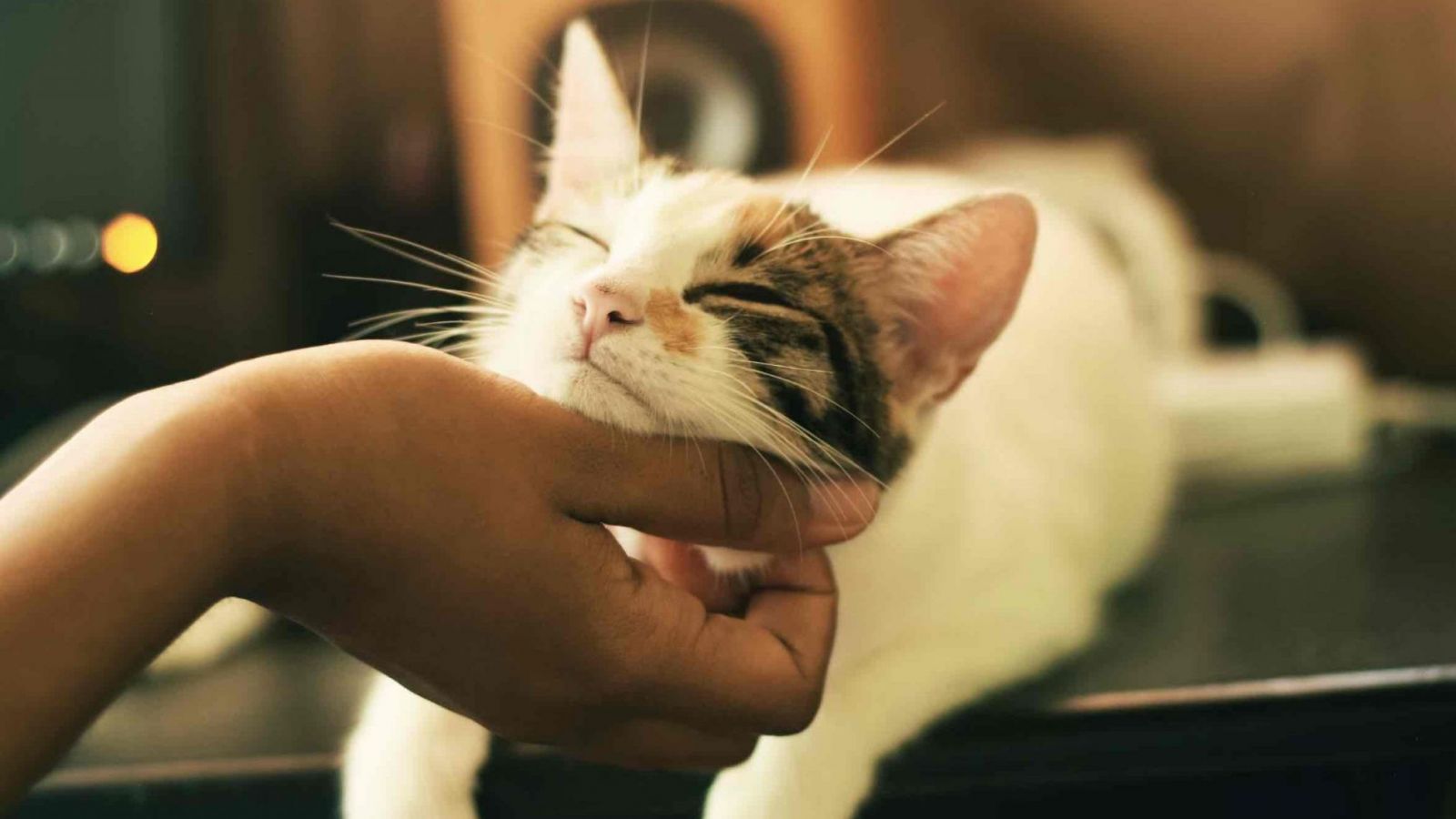 Gato y su dueña/o