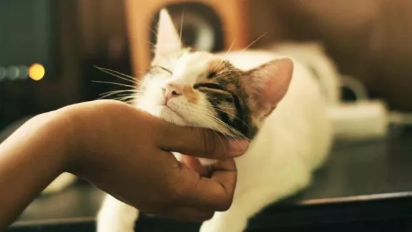 Gato y su dueña/o