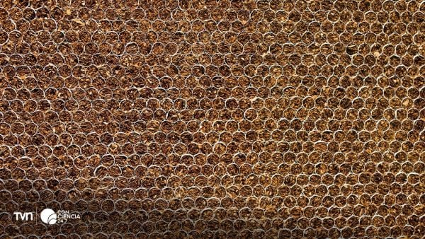 Cigarrillos y tabaco mostrados en una imagen artística.