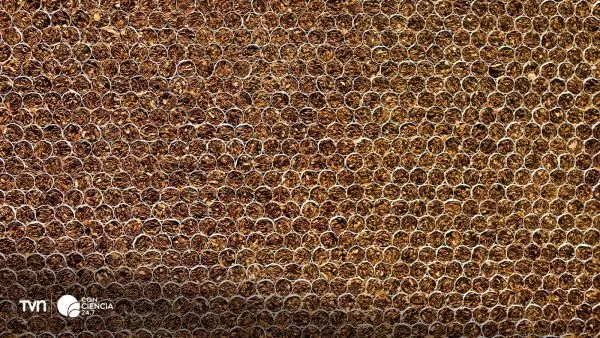 Cigarrillos y tabaco mostrados en una imagen artística.