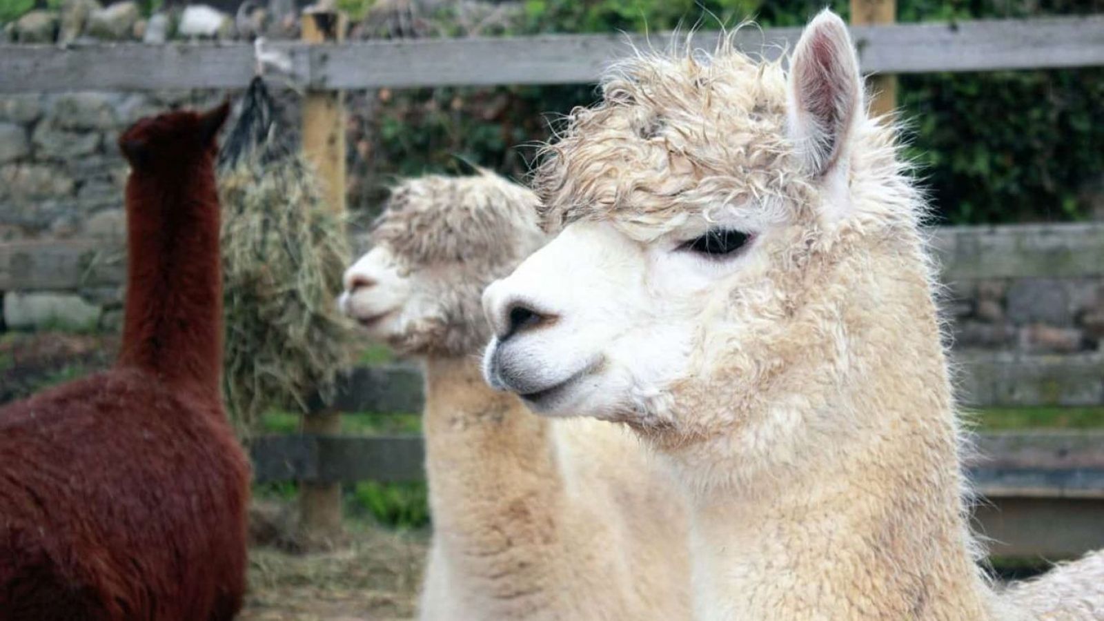 Llamas