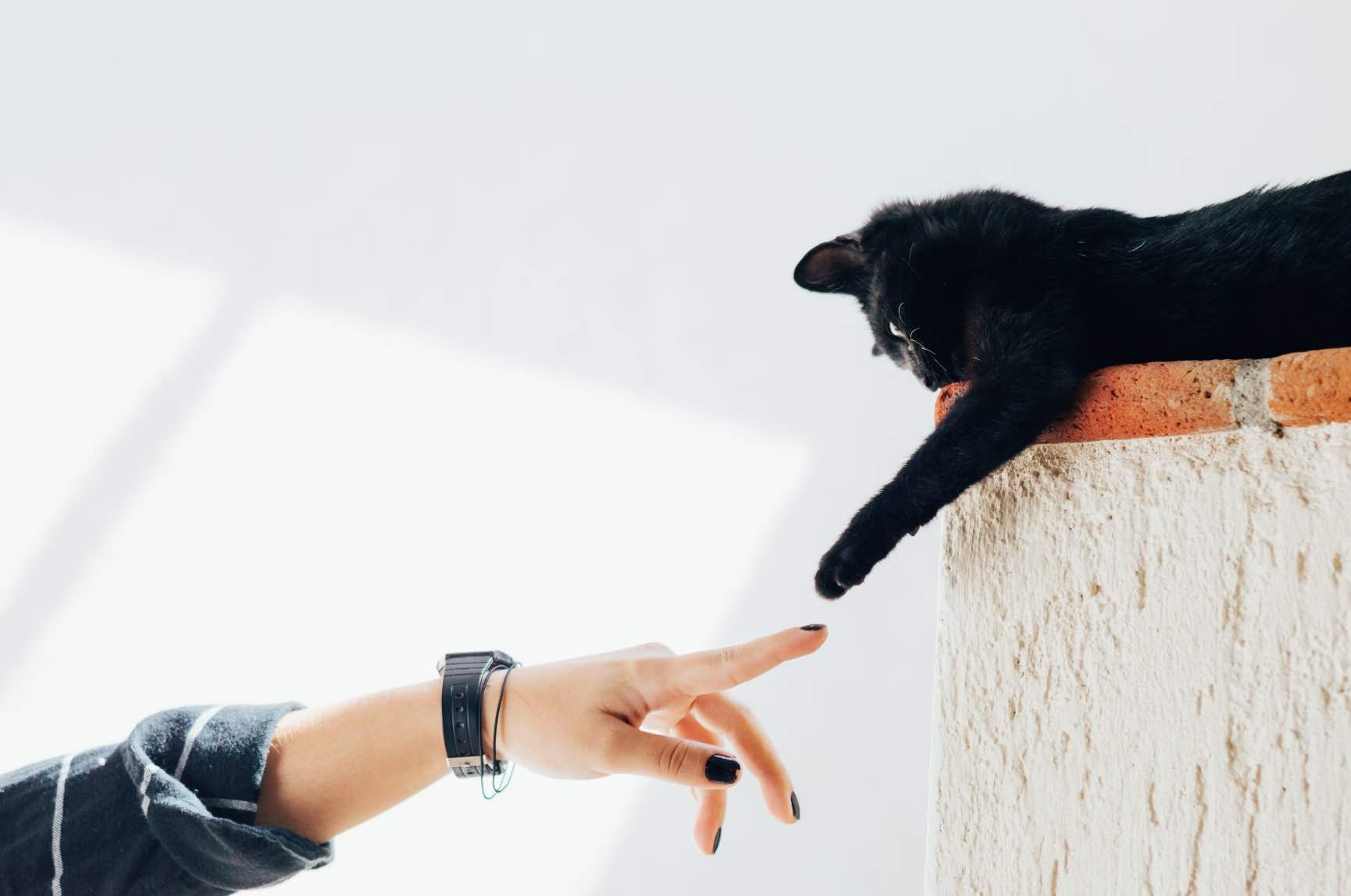 Gato y dueño. Gatos siente olor de sus dueños