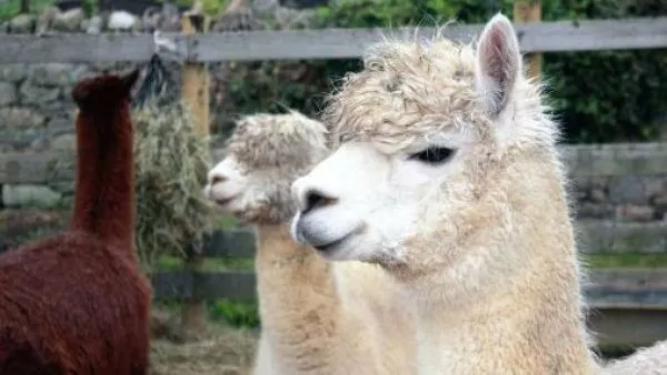 Llamas