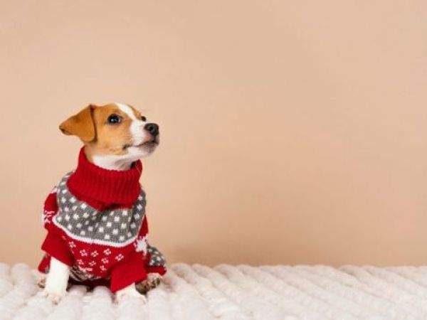 Perro abrigado
