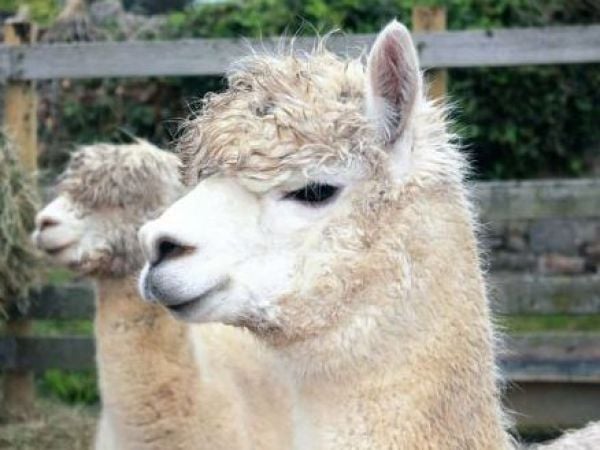 Llamas