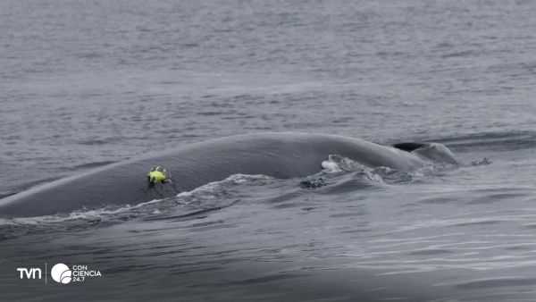 Ballenas alimentándose en el Cañón Submarino Isla Chañaral durante campaña científica del COPAS Coastal.