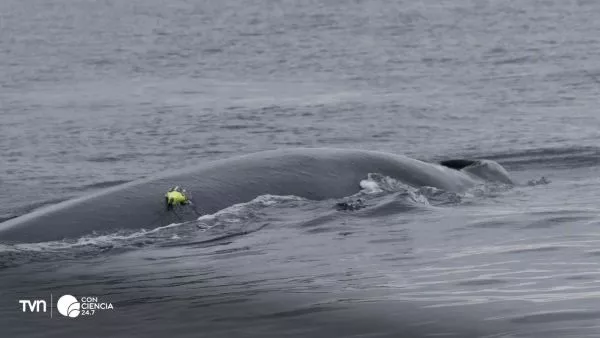 Ballenas alimentándose en el Cañón Submarino Isla Chañaral durante campaña científica del COPAS Coastal.