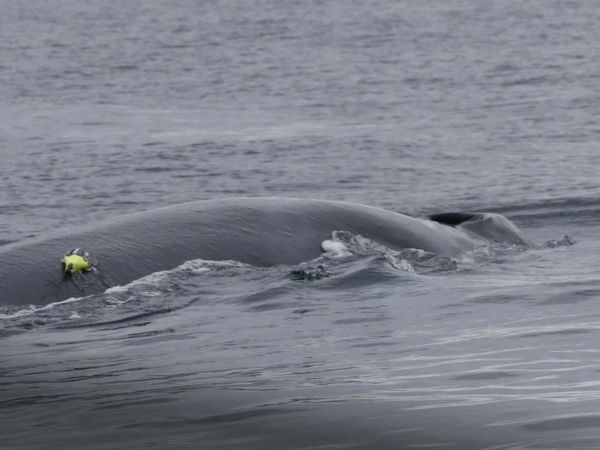 Ballenas alimentándose en el Cañón Submarino Isla Chañaral durante campaña científica del COPAS Coastal.