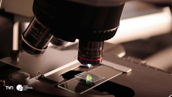 Investigador de Harvard desarrolla vida sintética que se reproduce desde moléculas artificiales.