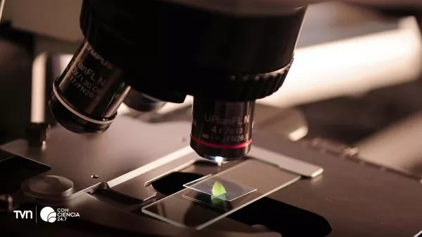 Investigador de Harvard desarrolla vida sintética que se reproduce desde moléculas artificiales.