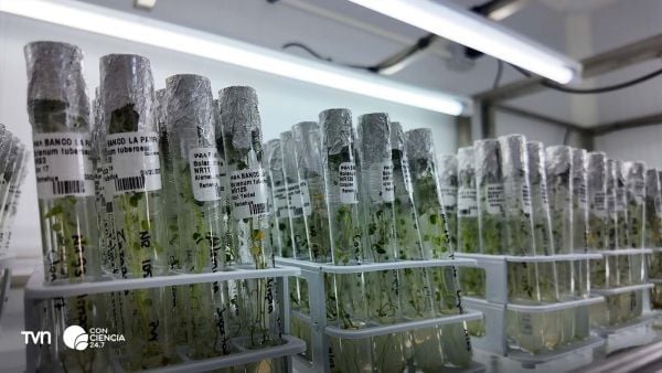 Banco de Germoplasma de la Papa en Osorno.